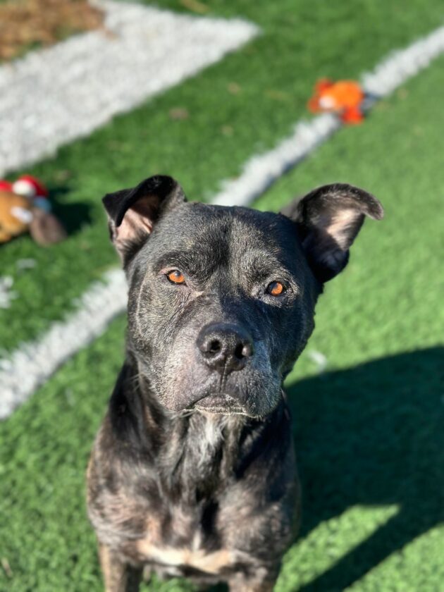 Marshall County Animal Shelter at Capacity for Dogs; In Urgent Need of